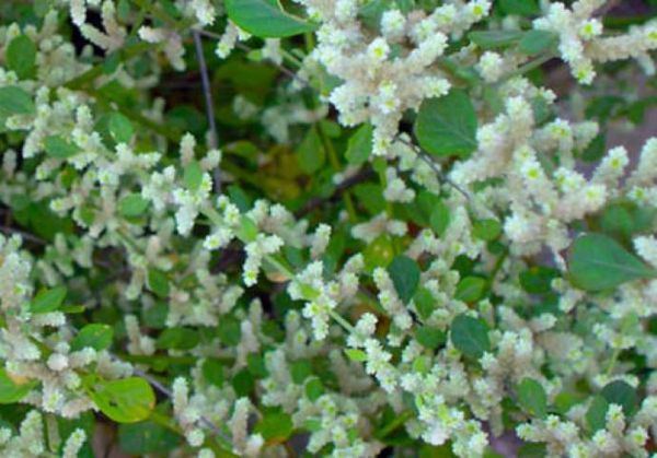 Böyrək daşlarını əridən - MÖCÜZƏLİ OT