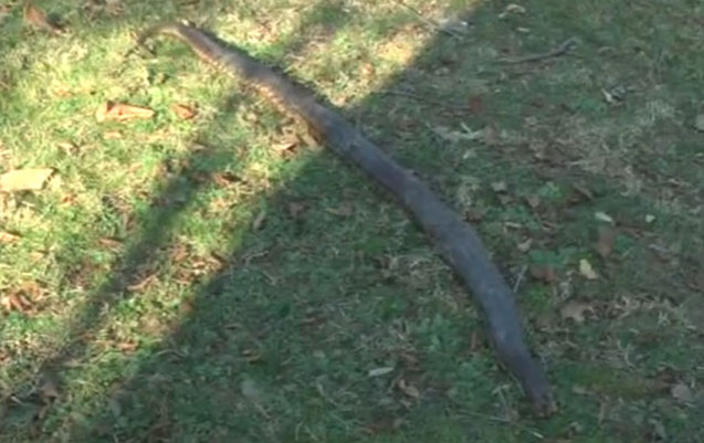 Zaqatalada ilan sakinlərə hücum etdi - Video