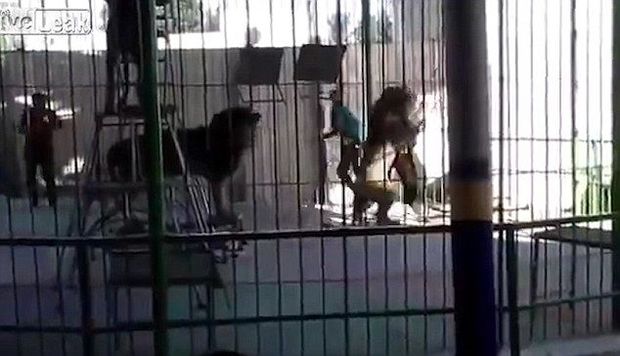 Şir uşaqların gözü önündə təlimçini parçaladı – VİDEO