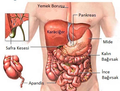 Hansı orqanımız nə vaxt işləyir?