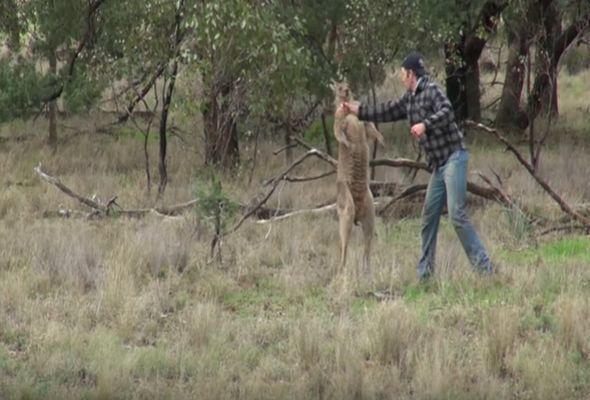 Zoopark kenqurunu vuran əməkdaşını işdən qovmaqdan imtina etdi – VİDEO