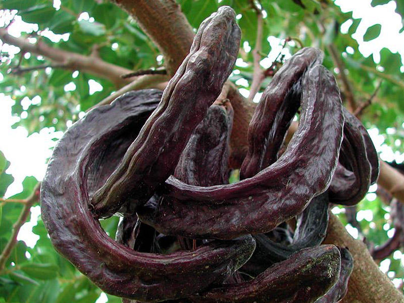 Kişilərə özəl! Cinsi gücü artıran ASAN RESEPT