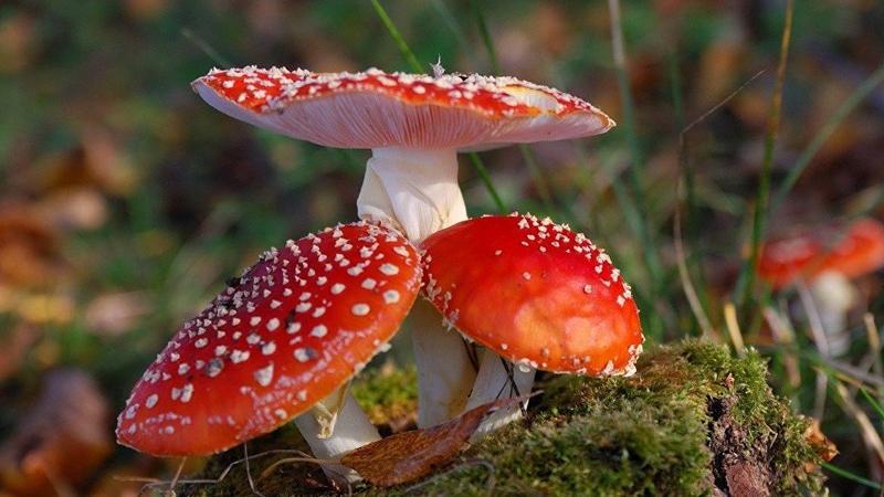 Göbələkdən alınan maddəni xərçəng xəstələrinə vurdular və görün nə baş verdi