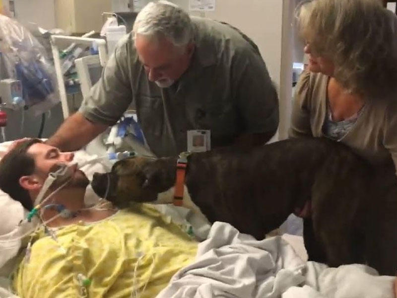 Xəstəxanada təsirli anlar: it komada olan sahibi ilə vidalaşdı - VİDEO