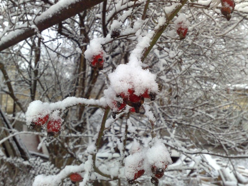 Rayonlara yenə qar yağacaq - Sabahın havası