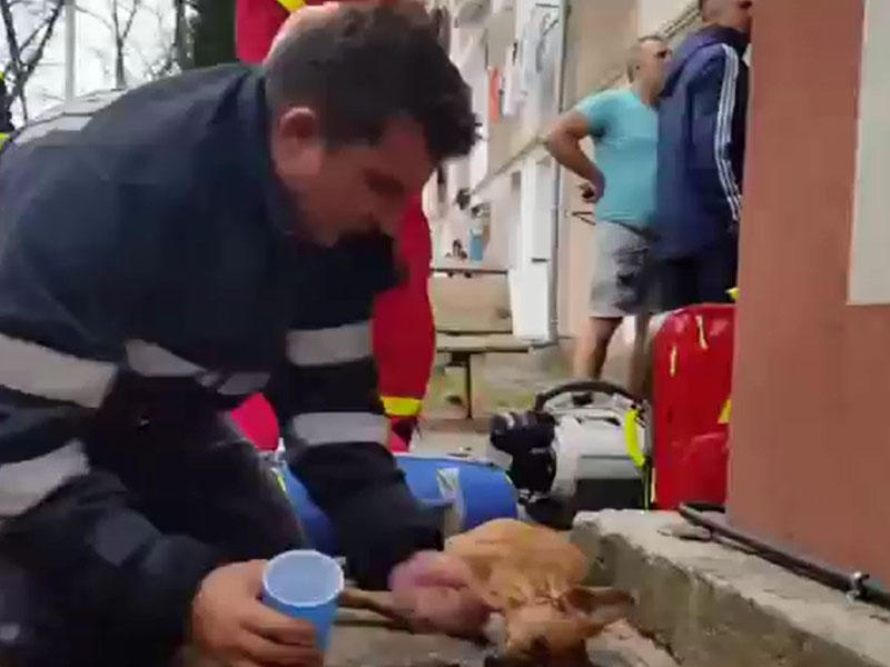 İti xilas edən yanğınsöndürən qəhrəmana çevrildi - VİDEO