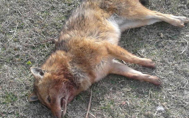 Azərbaycanda canavarlar kəndə hücum etdi — FOTOLAR