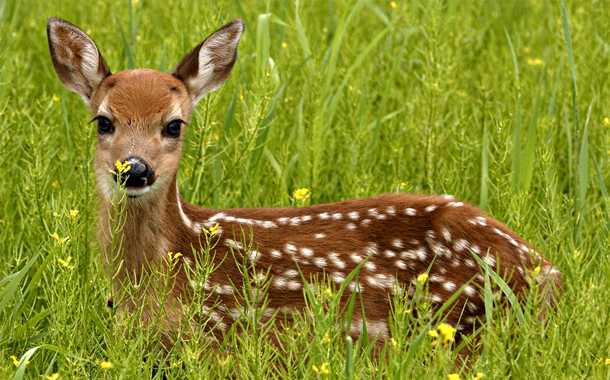 Şamaxı Safari Parkı yaradılacaq