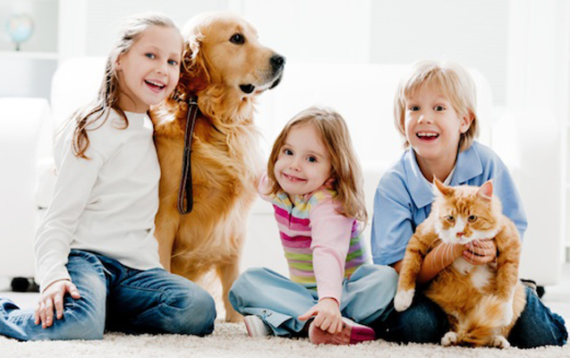 Evdə it, pişik və digər ev heyvanlarının saxlanması qaydasında - Dəyişiklik