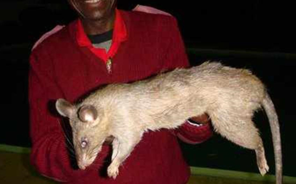 Cənubi Afrikada dəhşət — Evdə tək qalan körpəni siçovullar yedi