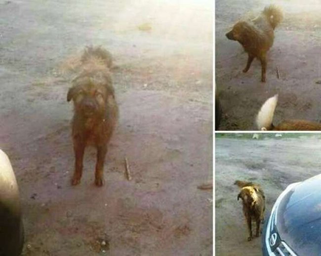 Bakıda DƏHŞƏT! İtin üzərinə benzin töküb yandırmaq istədi, olanlar oldu - FOTO