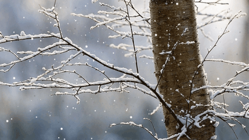 Paytaxtda yağış, bölgələrdə qar yağacaq