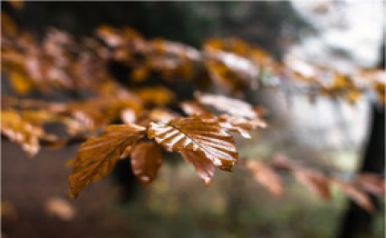 Sabaha olan hava proqnozu açıqlanıb