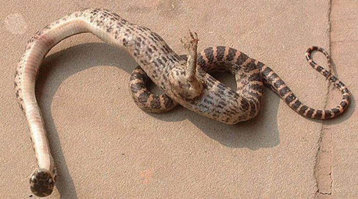 Bu 15 mutant heyvan sizi şoka salacaq - DƏHŞƏTLİ FOTOLAR