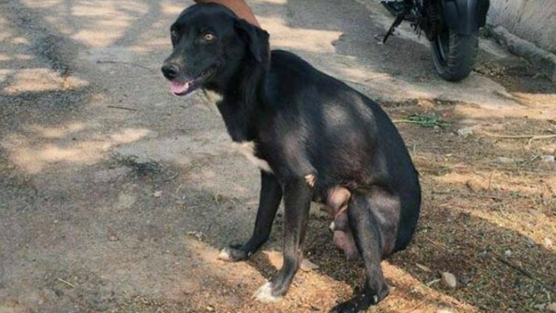 Qadından İNANILMAZ HƏRƏKƏT: İtlərlə....