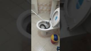 Nəhəng ilanı unitazdan belə çıxardılar – VİDEO