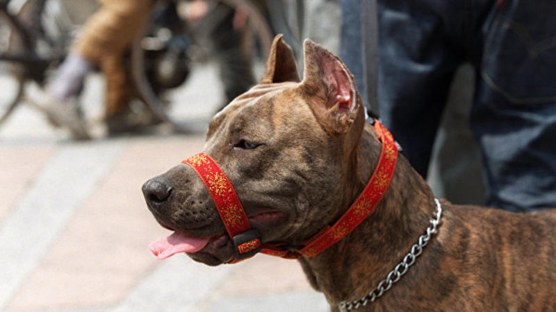 FACİƏ: Gözü dönmüş pitbul ailə üzvlərini... - FOTO