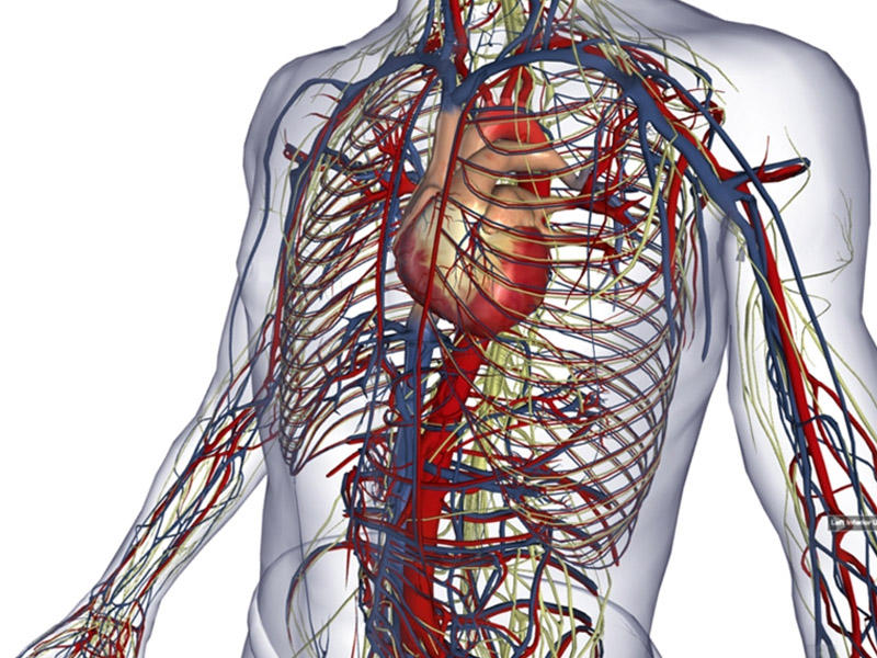 İnsan bədənində yeni orqan kəşf edildi - FOTO
