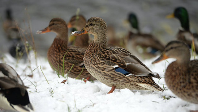 Fransa hökuməti tapşırıq verib - Milyonlarla ördək və qaz öldürüləcək