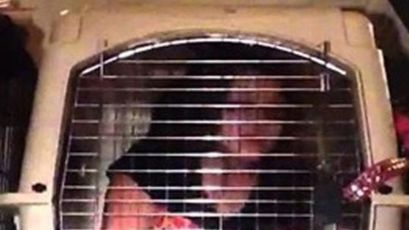 DƏHŞƏT ! Qızını qəfəsə saldı – Yalnız it yemi verdi