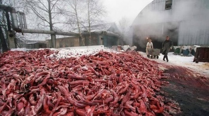 DƏHŞƏTLİ GÖRÜNTÜLƏR! Mağazada aldığınız xəz necə hazırlanır?