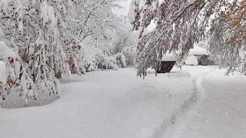 Meşədə əzabla öldürülən 17 yaşlı qızın qatilinin arvadı: 