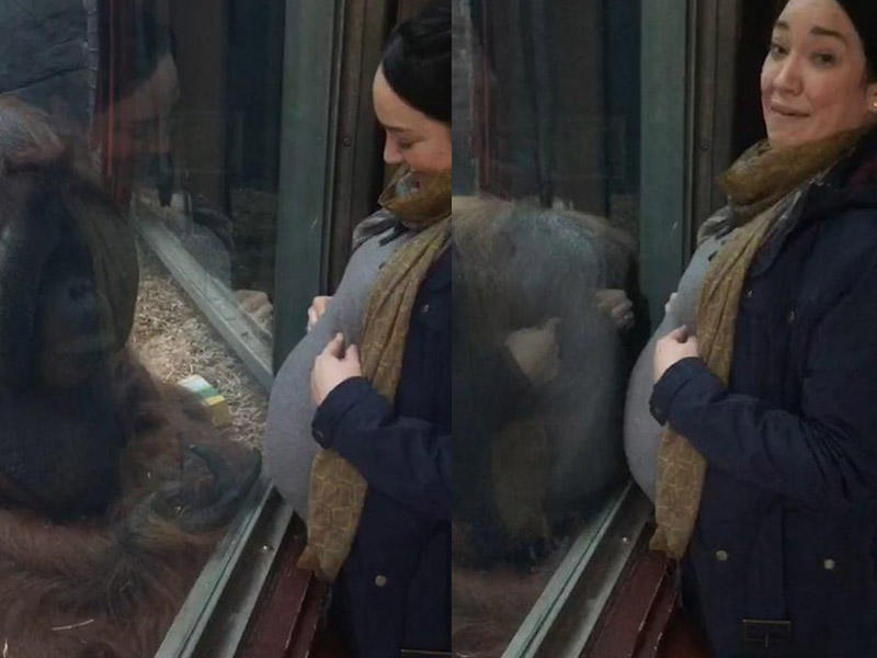 Meymun hamilə qadını qarnından öpdü - VİDEO