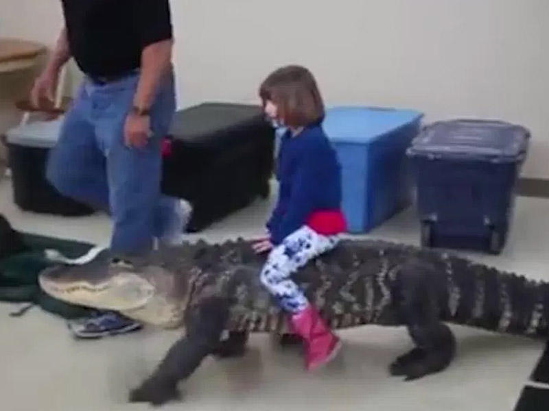 Azyaşlı qızdan doğum günündə cəsur hərəkət: timsahın belinə çıxdı - VİDEO
