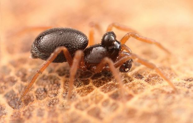 Azərbaycanda yeni həşəratlar tapılıb