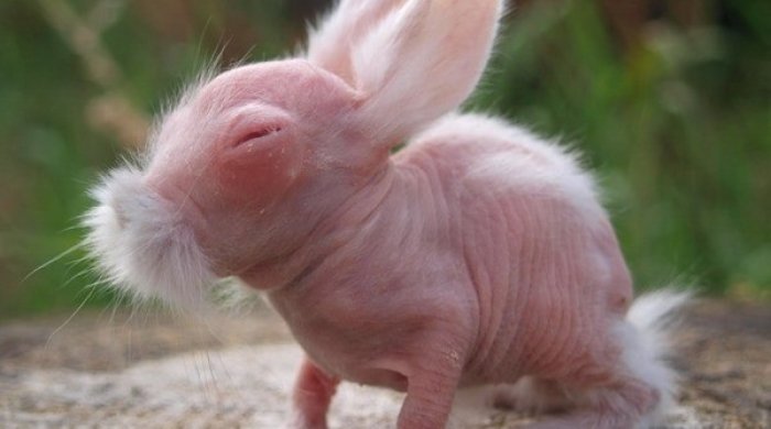 Heyvanlar tüksüz olarsa- TANIMAYACAQSINIZ