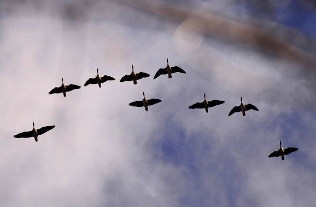 ABŞ-da uçuşların təhlükəsizliyi üçün 70 min quş məhv edilib