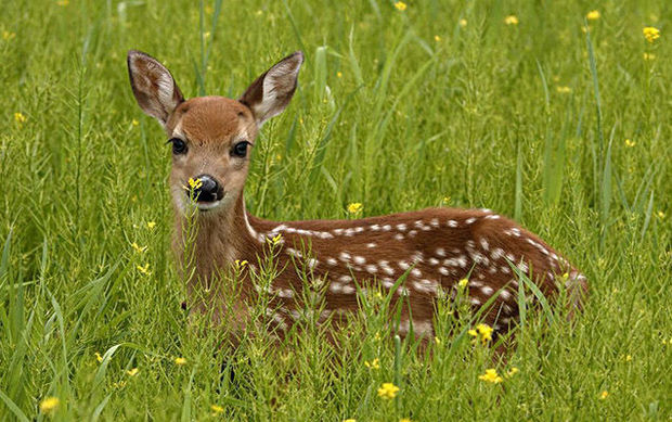 Azərbaycanda Avropa cüyürlərinin sayı azalıb