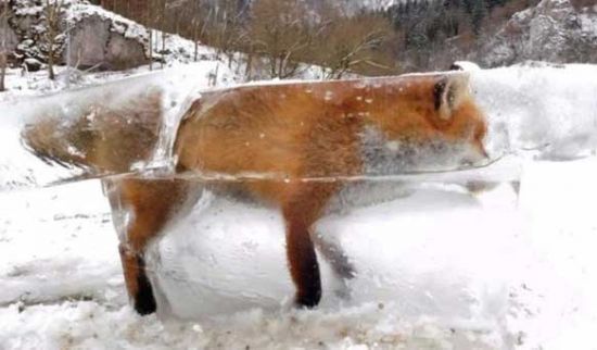 Avropanı donduran soyuqdan dəhşətli görüntülər FOTO VİDEO