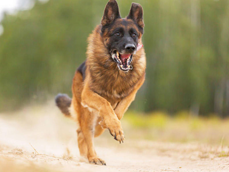 DİQQƏT! İt sizə hücum edərsə, belə davranın