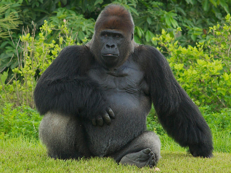 ABŞ-ın ən yaşlı meymunu öldü