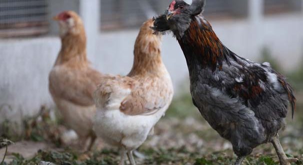 Bu toyuqlar 1000, yumurtası isə 10 AZN-ə satılır – FOTO