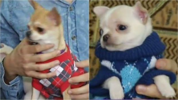 Bakıda qeyri-adi biznes: 3 aya 2000 manat – VİDEO