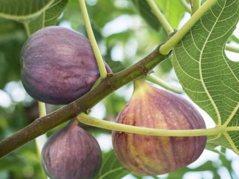 İnsanlıq tarixini formalaşdıran ağac - FOTOLAR