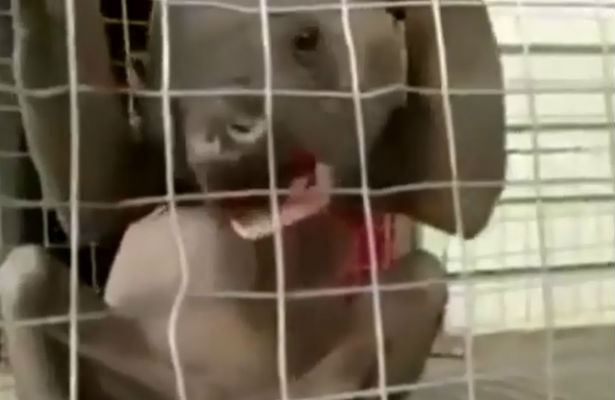 Şok: Meşədə iki kəndlini parçalayan qəribə məxluq diri ələ keçdi -Video 