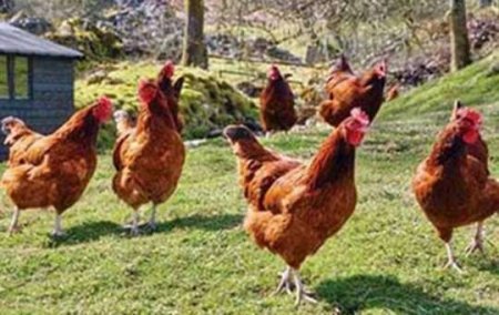 “Hər ailə 100 toyuq saxlasın, onda kasıb qalmayacaq” - Maraqlı təklif