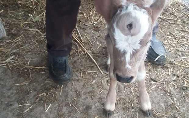 Azərbaycanda üç gözlü buzov doğulub – FOTO