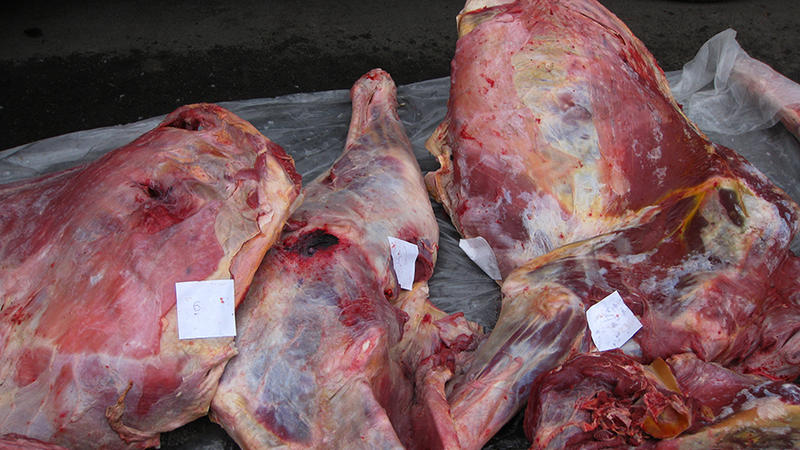 Mənşəyi məlum olmayan heyvan cəmdəkləri aşkarlandı - FOTOLAR