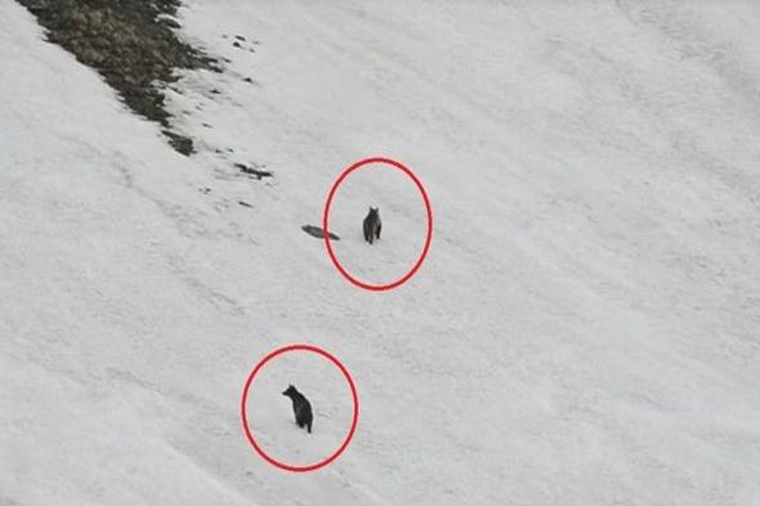 Azərbaycanda ayılar kameraya tuş gəldi — VİDEO