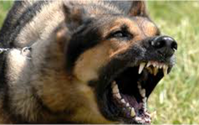 İti güllələmək istədi, özünü öldürdü
