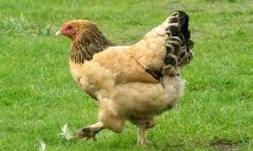 70 min toyuq məhv ediləcək