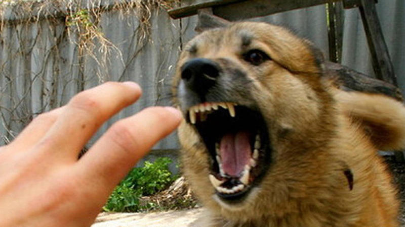 ŞOK - İsmayıllıda it öz sahibini parçaladı