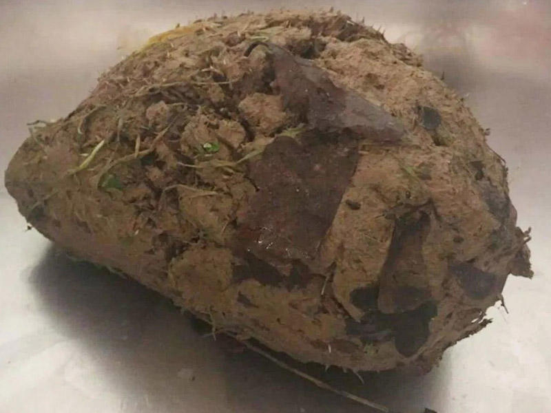 İti bağçadan tapıb gətirmişdi, görün nə imiş - VİDEO 