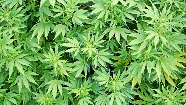 Marixuana qanuniləşdirildi - Nazirlikdən RƏSMİ QƏRAR