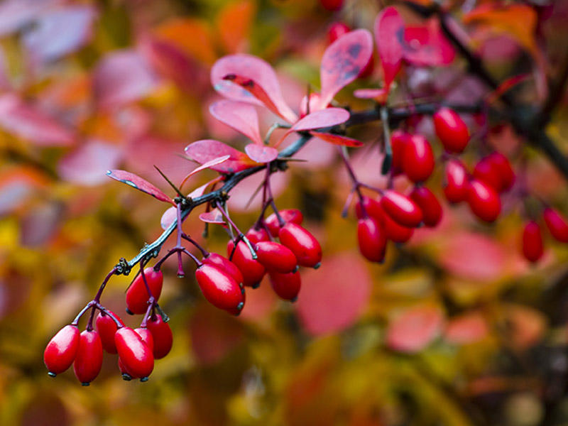 Şəkərli diabet xəstələrinə bu giləmeyvəni yemək məsləhət görülür