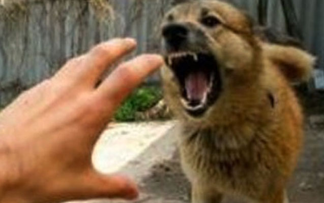 36 yaşlı kişini çaqqal dişlədi